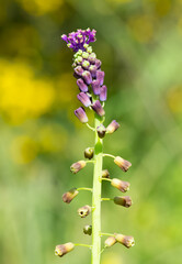 photos of wild flowers, wild hyacinths