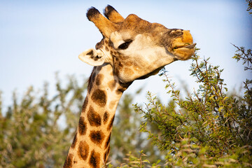 South African Giraffe Eating