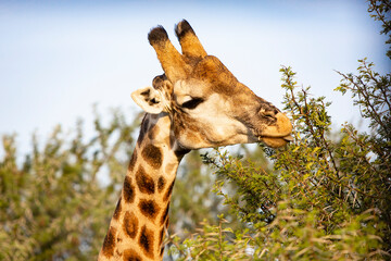 South African Giraffe Eating
