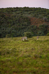 South African Landscape with Animals