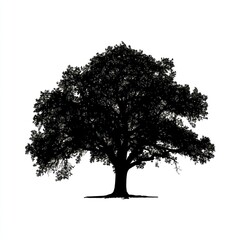 Fototapeta premium Silhouette of a large leafy tree on white background