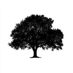Fototapeta premium Black Silhouette Of A Large Full Leafed Tree