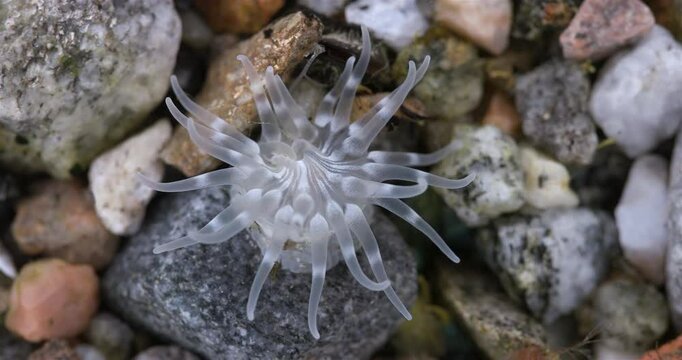Cnidaria Aulactinia stella close-up, order Actiniaria. Tentacles and mouthparts are visible. White Sea