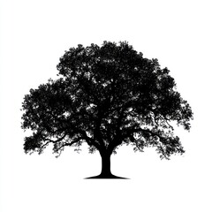 Fototapeta premium Majestic Oak Tree Silhouette Against White Background
