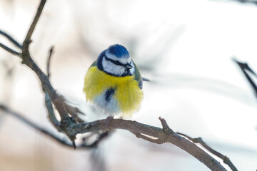 The Eurasian blue tit (Cyanistes caeruleus),  a small passerine bird, easily recognizable by its blue and yellow plumage