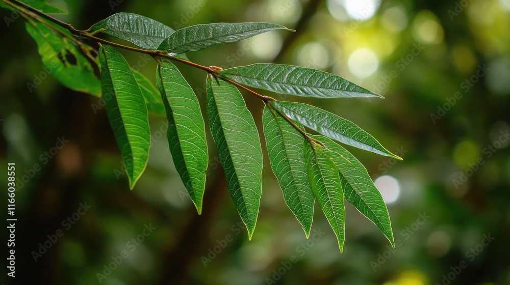 Poster A detailed view of a single leaf on a tree branch, highlighting its texture and veins