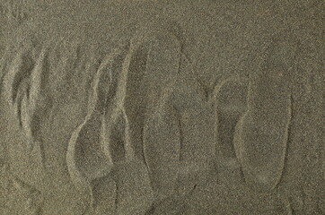 Dry chopped broccoli background and texture