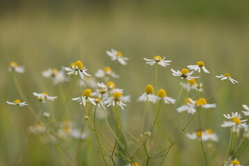 fiori di camomilla in estate