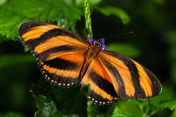 Banded Orange Butterfly exploring a flower