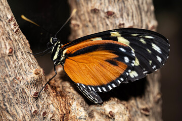 Tiger Longwing Butterfly