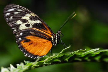 Tiger Longwing Butterfly