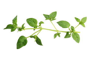 Fototapeta premium Poisonous Nightshade Plant Growing in Nature