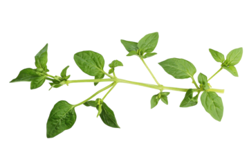Poisonous Nightshade Plant Growing in Nature