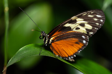 Tiger Longwing Butterfly