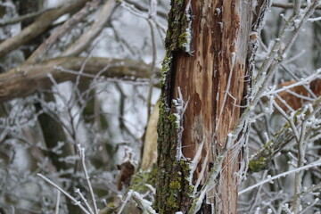 Hoarfrost formation under the Influence of Wind