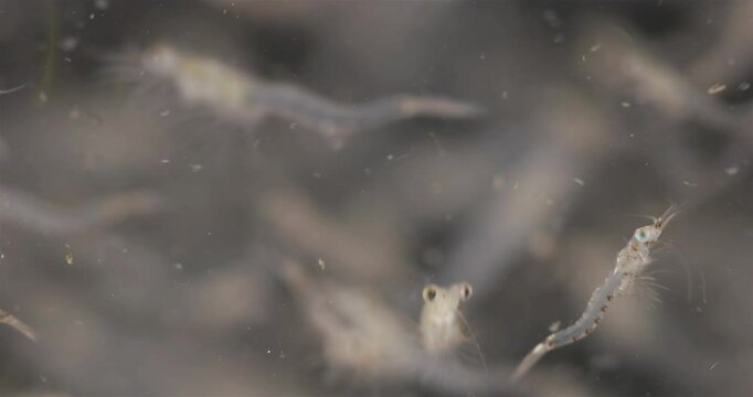 Colony crustacea mysida Mysis oculata close up, Mysidae family. Filter out small particles suspended in water. White sea