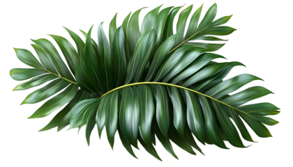 Tropical Palm Leaf, A vibrant, detailed palm leaf with natural curve and texture on a transparent background.