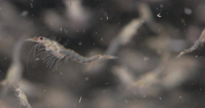 Colony crustacea mysida Mysis oculata close up, Mysidae family. Filter out small particles suspended in water. White sea
