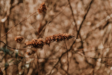 pianta arancione nel bosco