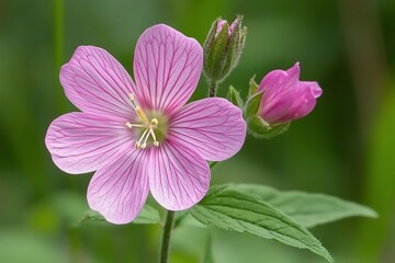 Fototapeta premium Close-up of a pink wildflower with visible veins and a bud.