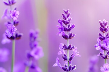 A detailed view of a cluster of purple flowers, perfect for highlighting beauty in small spaces