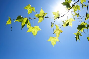 Obraz premium Tree leaves illuminated by sunlight, natural light filtering through foliage