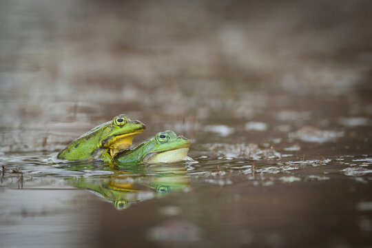 amphibian mating, frogs breeding, green frogs mating, europa, frogs in water, amplexus