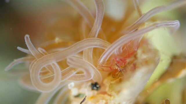 Worm Polychaeta Neoamphitrite figulus, family Terebellidae under a microscope, phylum Annelida. The video shows gills and tentacles. White Sea