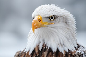 Obraz premium Close-up shot of a bald eagle with snow covering its head