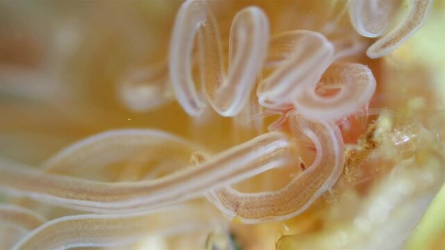 Worm Polychaeta Neoamphitrite figulus, family Terebellidae under a microscope, phylum Annelida. The video shows gills and tentacles. White Sea