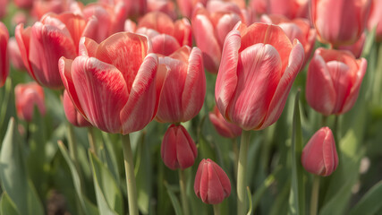 hyper-realistic digital art illustration of beautiful tulips in full bloom