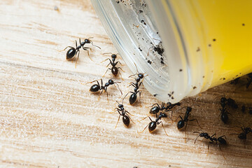 Ant swarm around spilled syrup on wooden surface