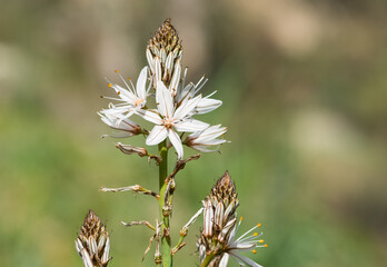 medicinal plants that grow spontaneously in nature