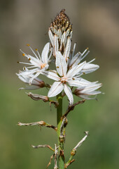 medicinal plants that grow spontaneously in nature