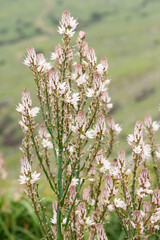 medicinal plants that grow spontaneously in nature