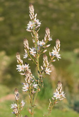 medicinal plants that grow spontaneously in nature