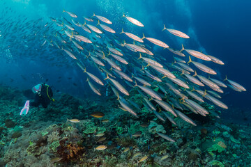 SCUBA divers and schools of tropical fish on a dark, deep coral reef