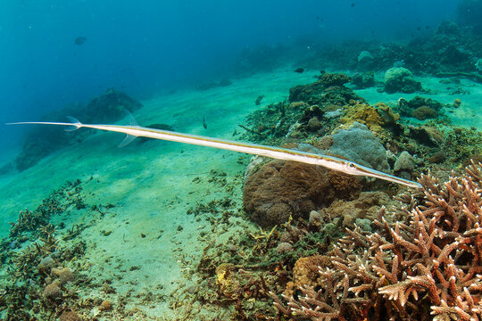 Cornetfish on a tropical coral reef