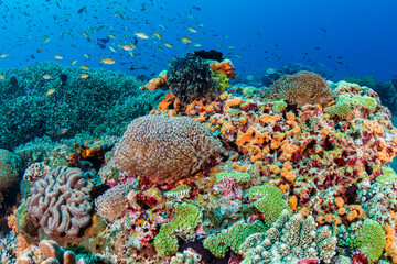 Colorful soft and hard corals in a clear blue water on a healthy tropical reef