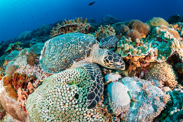 Hawksbill Sea Turtle (eretmochelys imbricata) feeding on a tropical coral reef