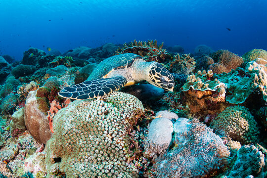 Well camouflaged Hawksbill Turtle on a coral reef - Powered by Adobe