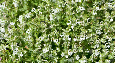 plants that grow spontaneously in nature. plants with white flowers.