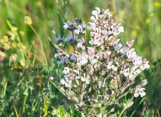 plants that grow spontaneously in nature. plants with white flowers.