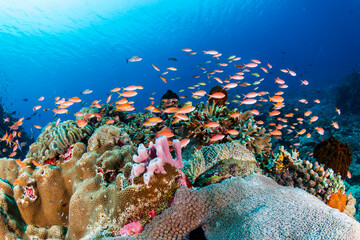 Colorful anthias and other tropical fish around hard corals on a healthy Indonesian reef