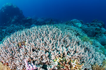 Large, healthy hard corals on a tropical reef in Indonesia