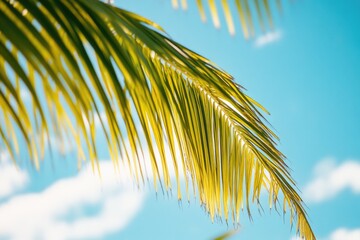 Fototapeta premium Close up shot of a palm tree against a bright blue sky, perfect for use as a decorative element or to add tropical flair to your design