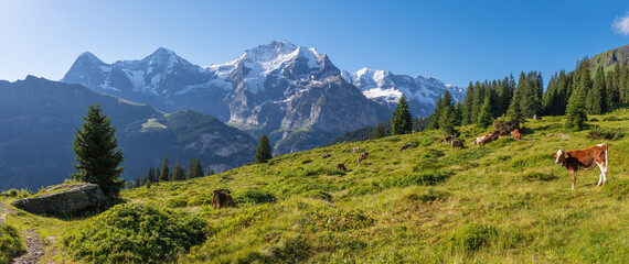 The panorma of Bernese alps with the Jungfrau, Monch and Eiger peaks over the alps meadows with the herd of cows. © Renáta Sedmáková