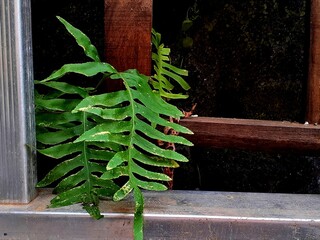 Una pianta di felce spunta tra i pioli di una scala.