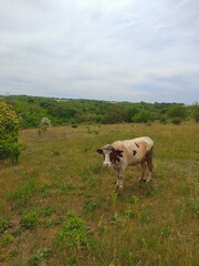 cows in the field