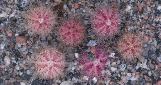 Sea urchins strongylocentrotus pallidus close-up, phylum Echinodermata. Ambulacral legs and pedicellariae are visible. White Sea